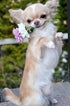 Blonde Long Hair Chihuahua